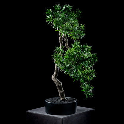 Bonsaï - Podocarpus