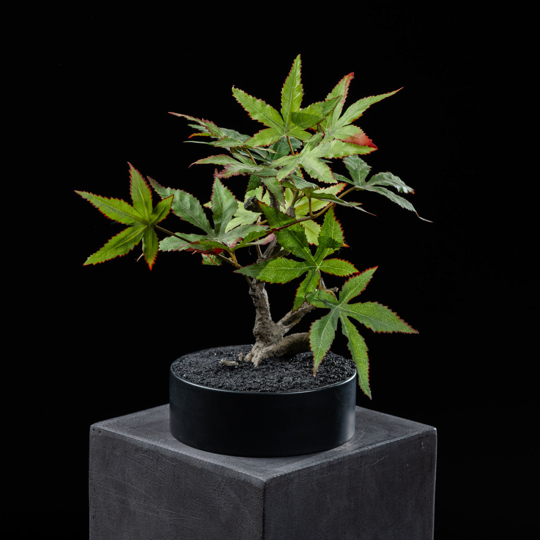 Bonsai - Erable