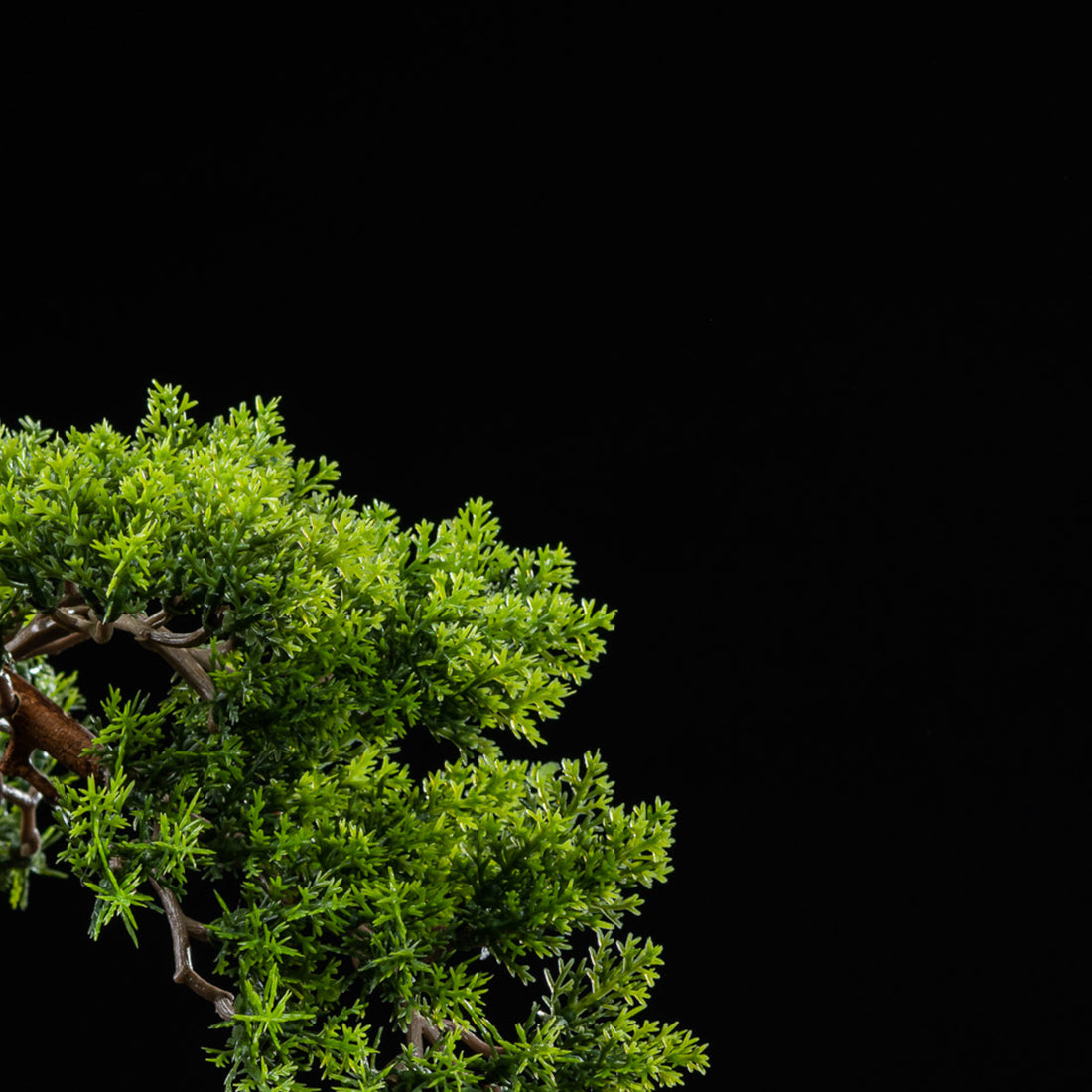 Bonsai - Thuya