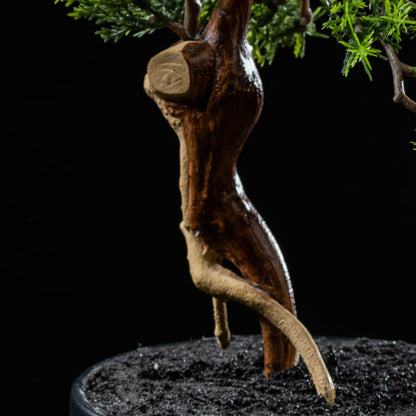 Bonsai - Thuya