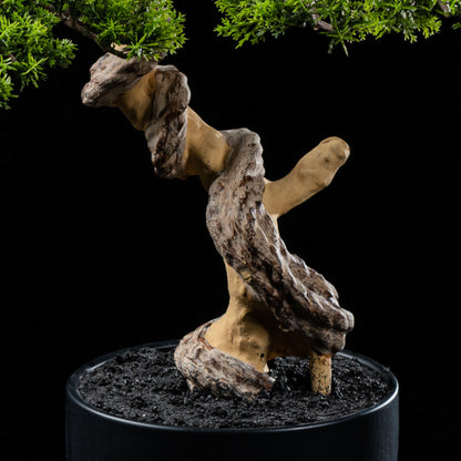Bonsai - Thuya