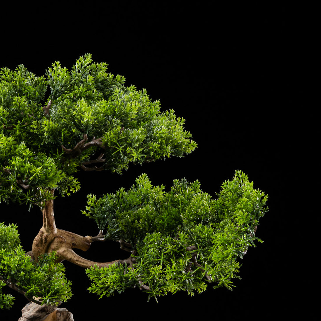 Bonsai - Thuya
