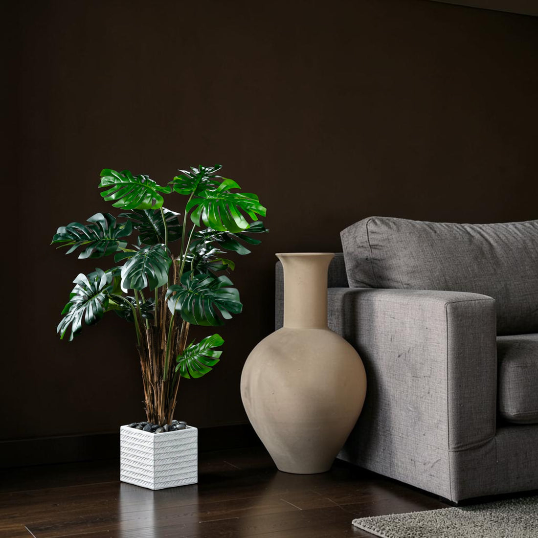 Philodendron - Monstera