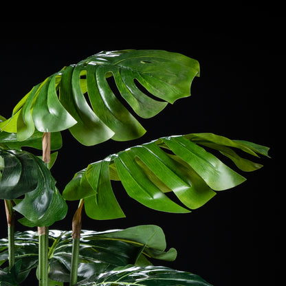 Philodendron - Monstera