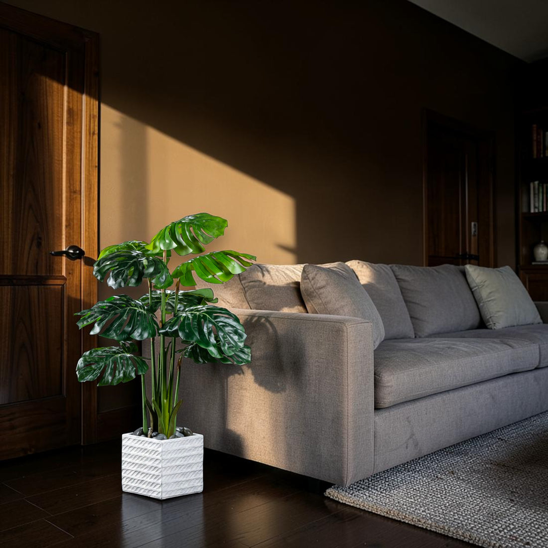 Philodendron - Monstera