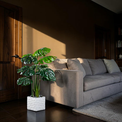 Philodendron - Monstera