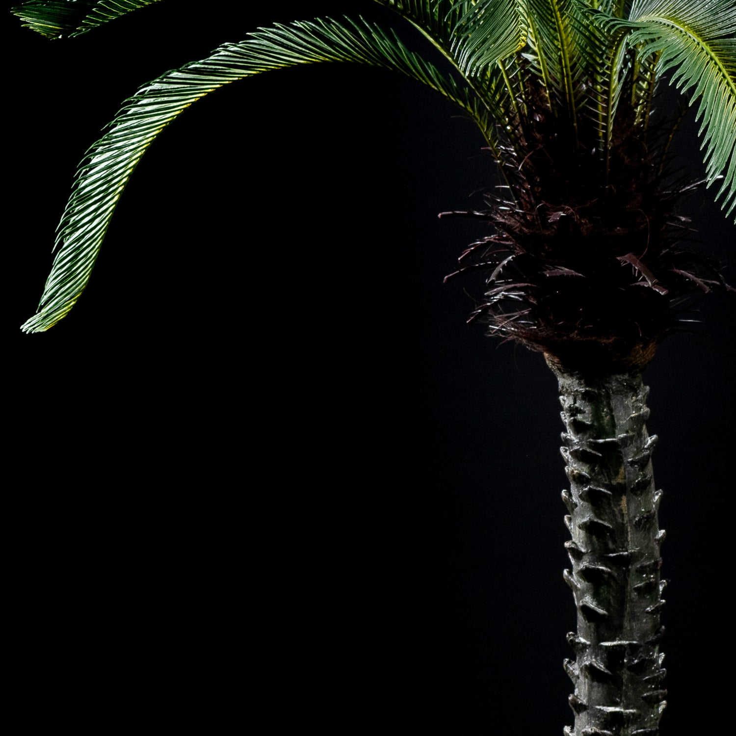 Cycas trunk