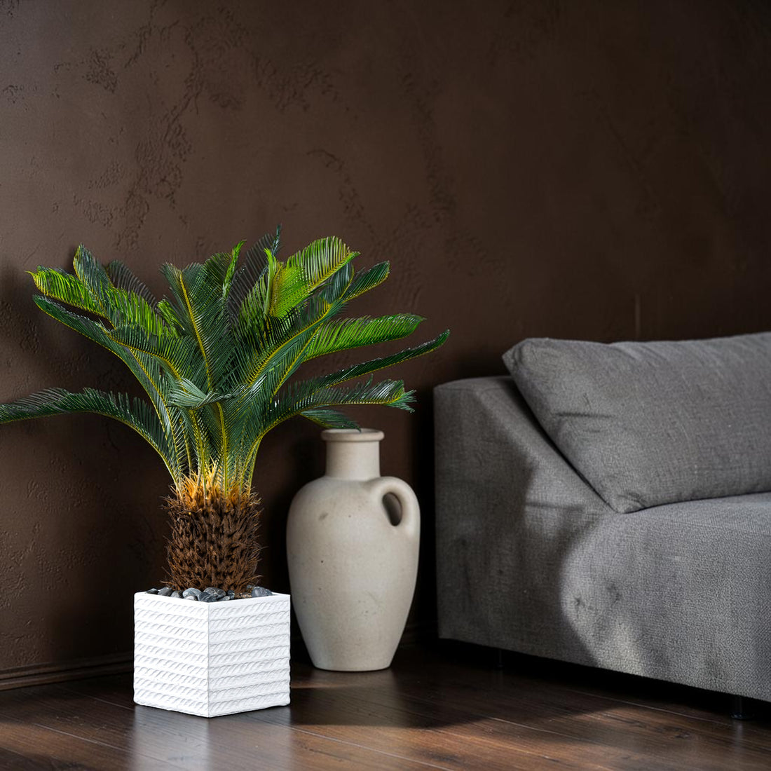 Japanese cycas