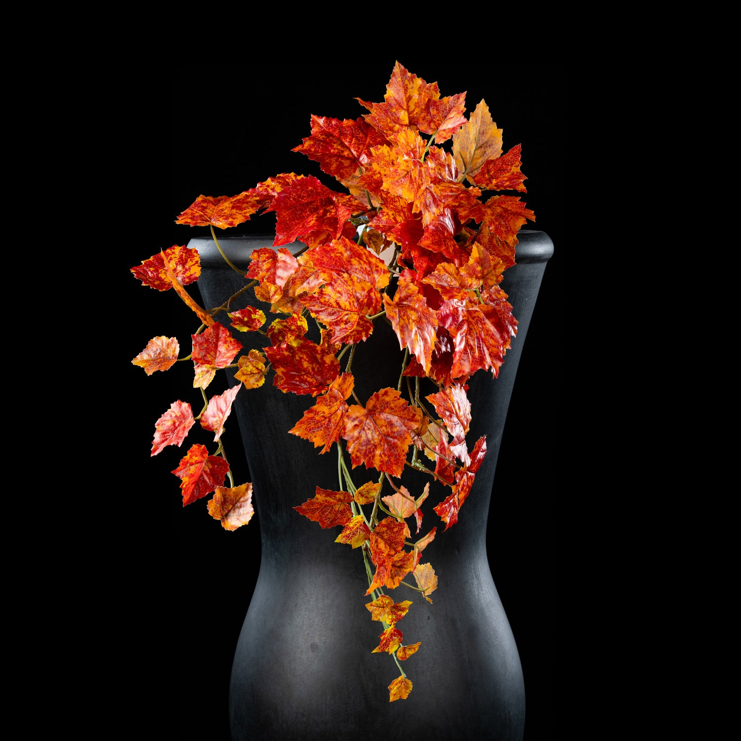 Chute - Automnale Ampelopsis