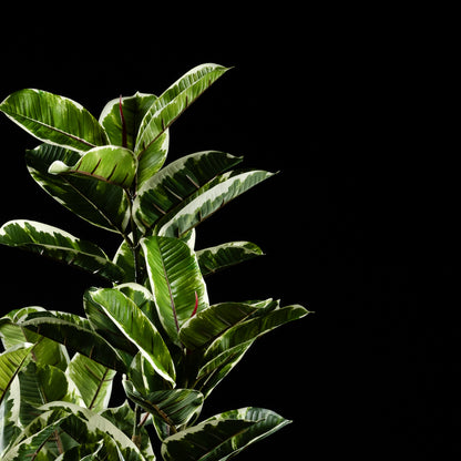 Ficus - Tineke