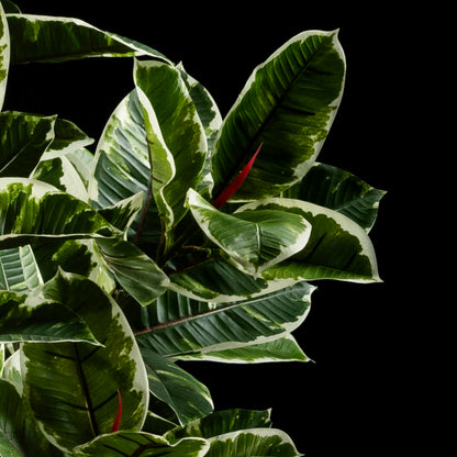 Ficus - Tineke