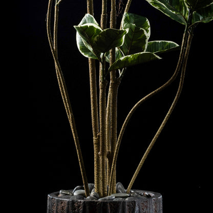 Ficus - Tineke