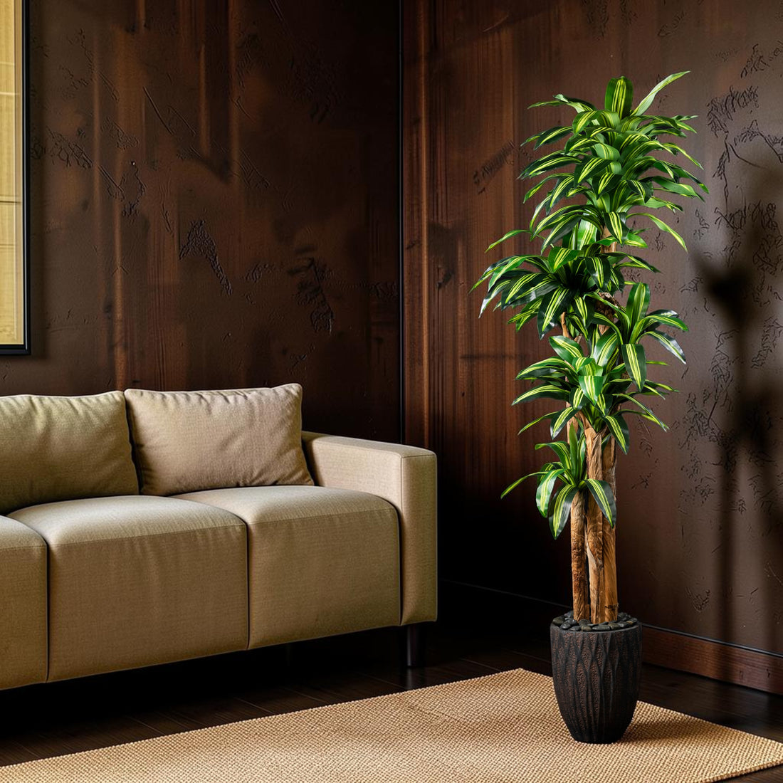 Dracaena - Massangeana
