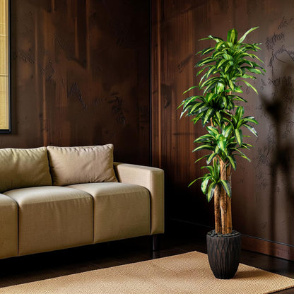 Dracaena - Massangeana