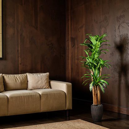 Dracaena - Massangeana