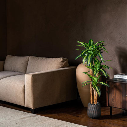 Dracaena - Massangeana
