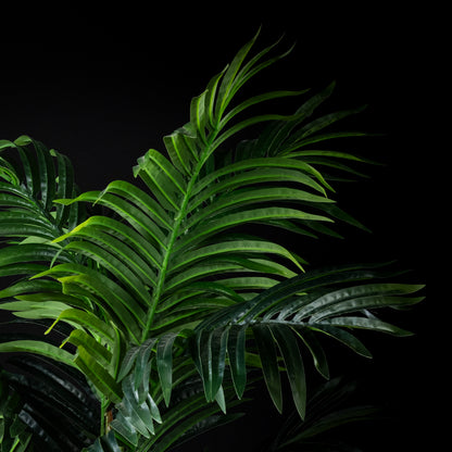 Areca - Concinna