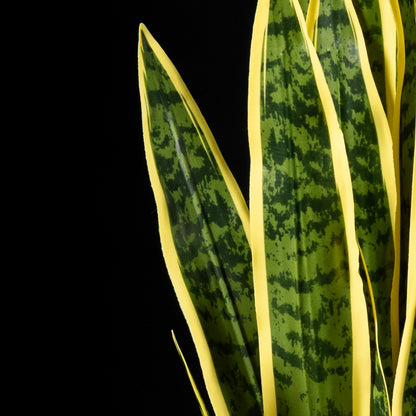 Sanseveria