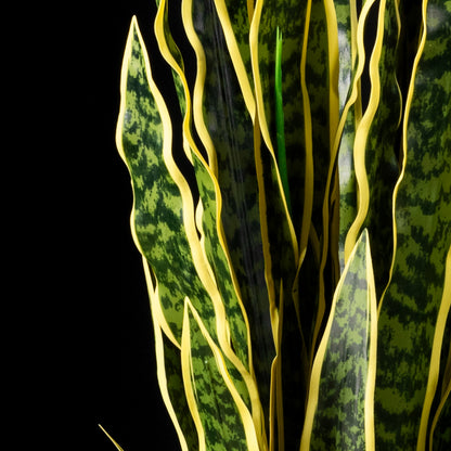 Sanseveria