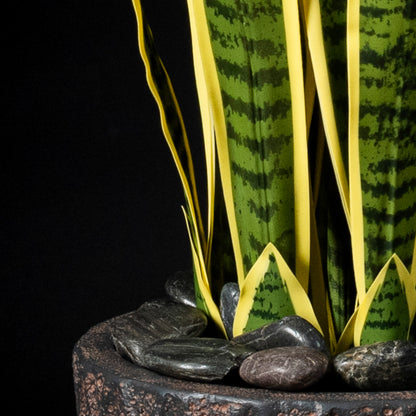 Sanseveria