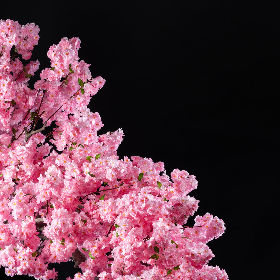 Arbre Japonais - Cerisier