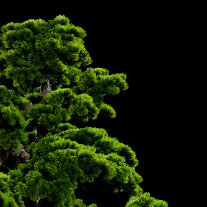 Arbre Japonais Pin - nuage