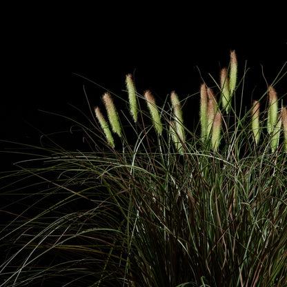 Graminée - Pennisetum