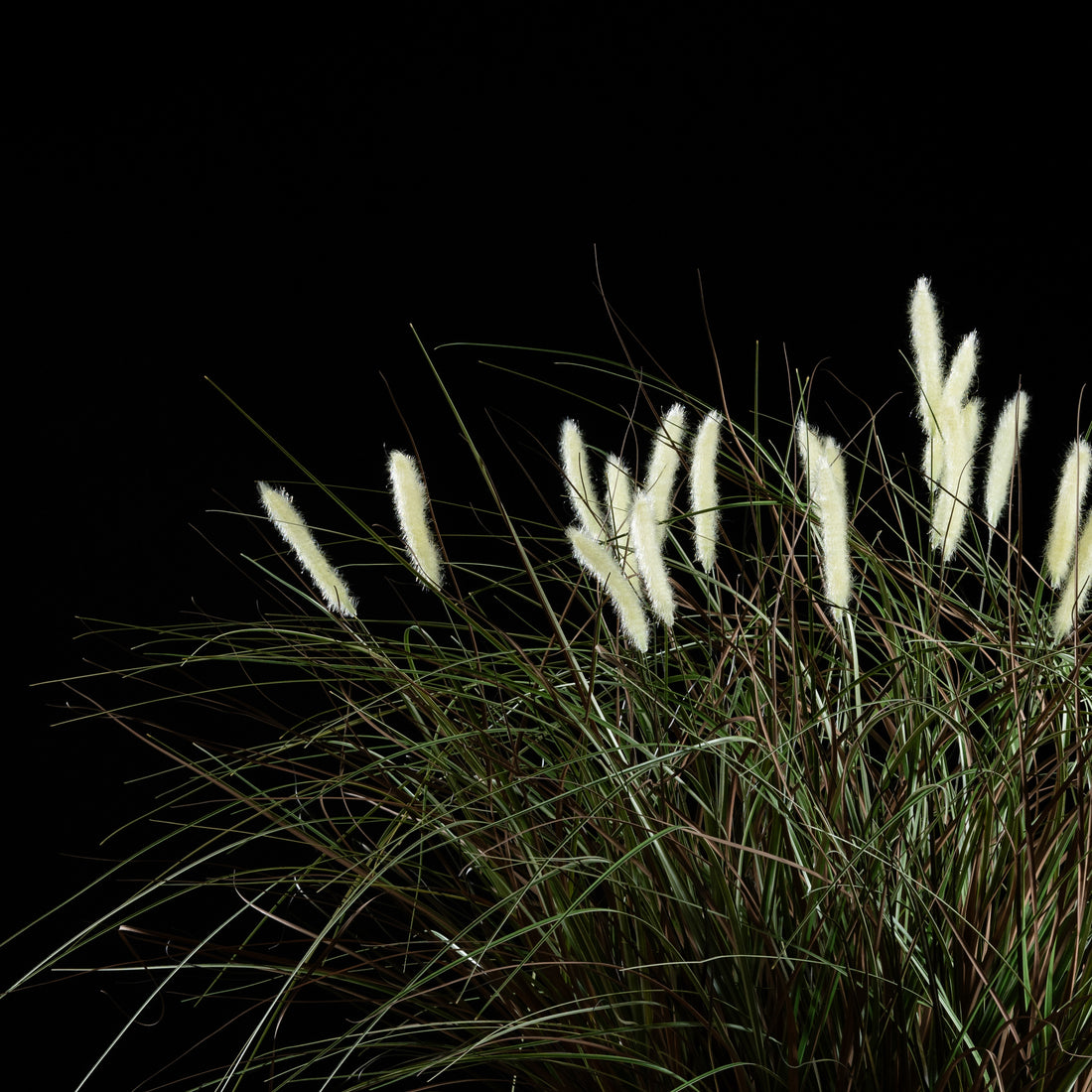 Graminée - Pennisetum