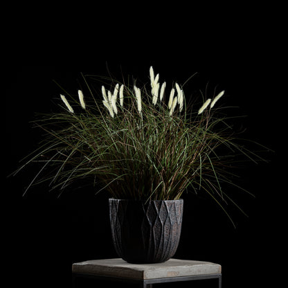 Graminée - Pennisetum