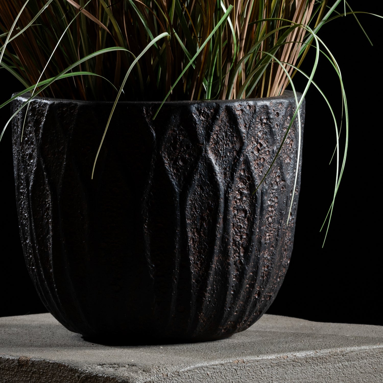 Graminée - Pennisetum