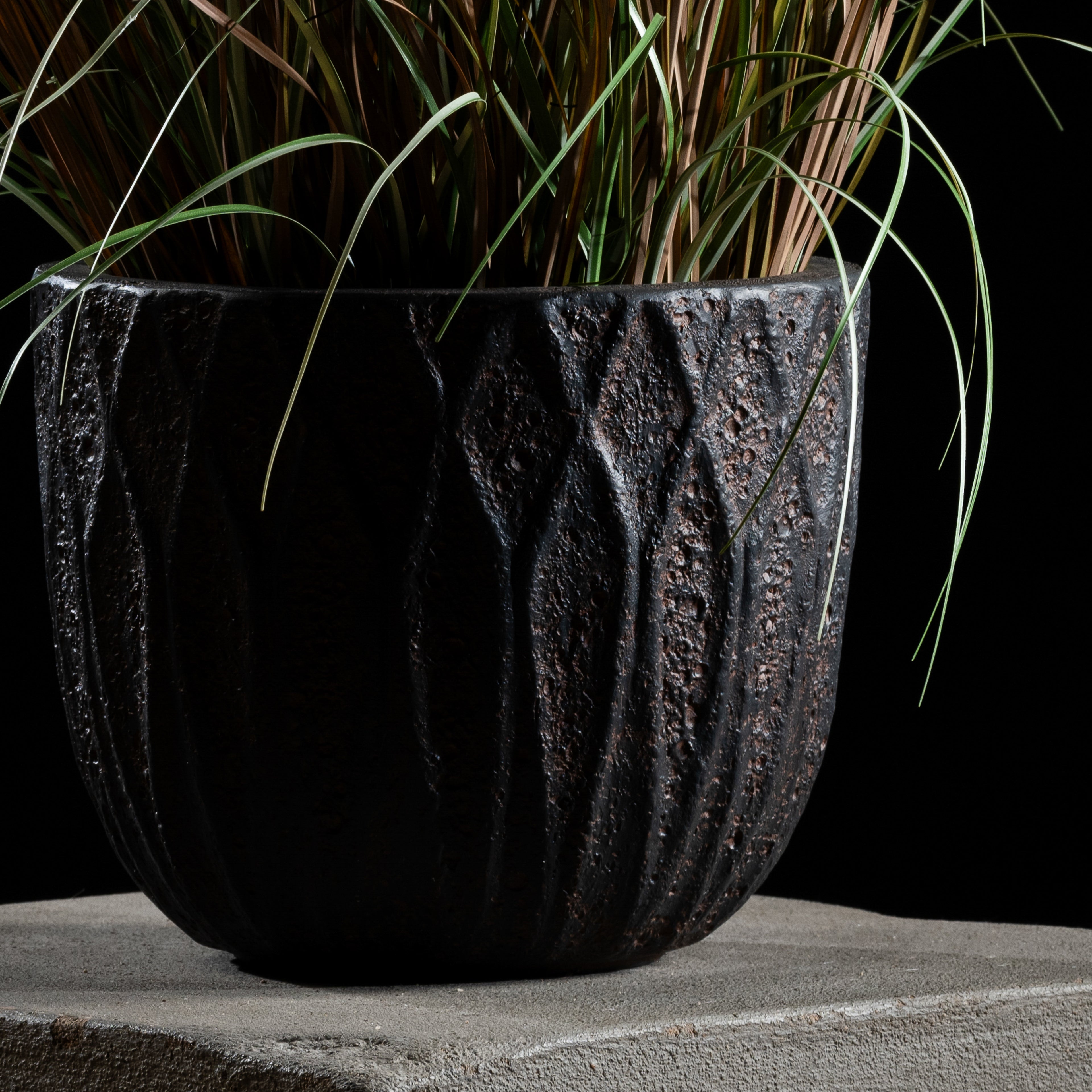 Graminée - Pennisetum