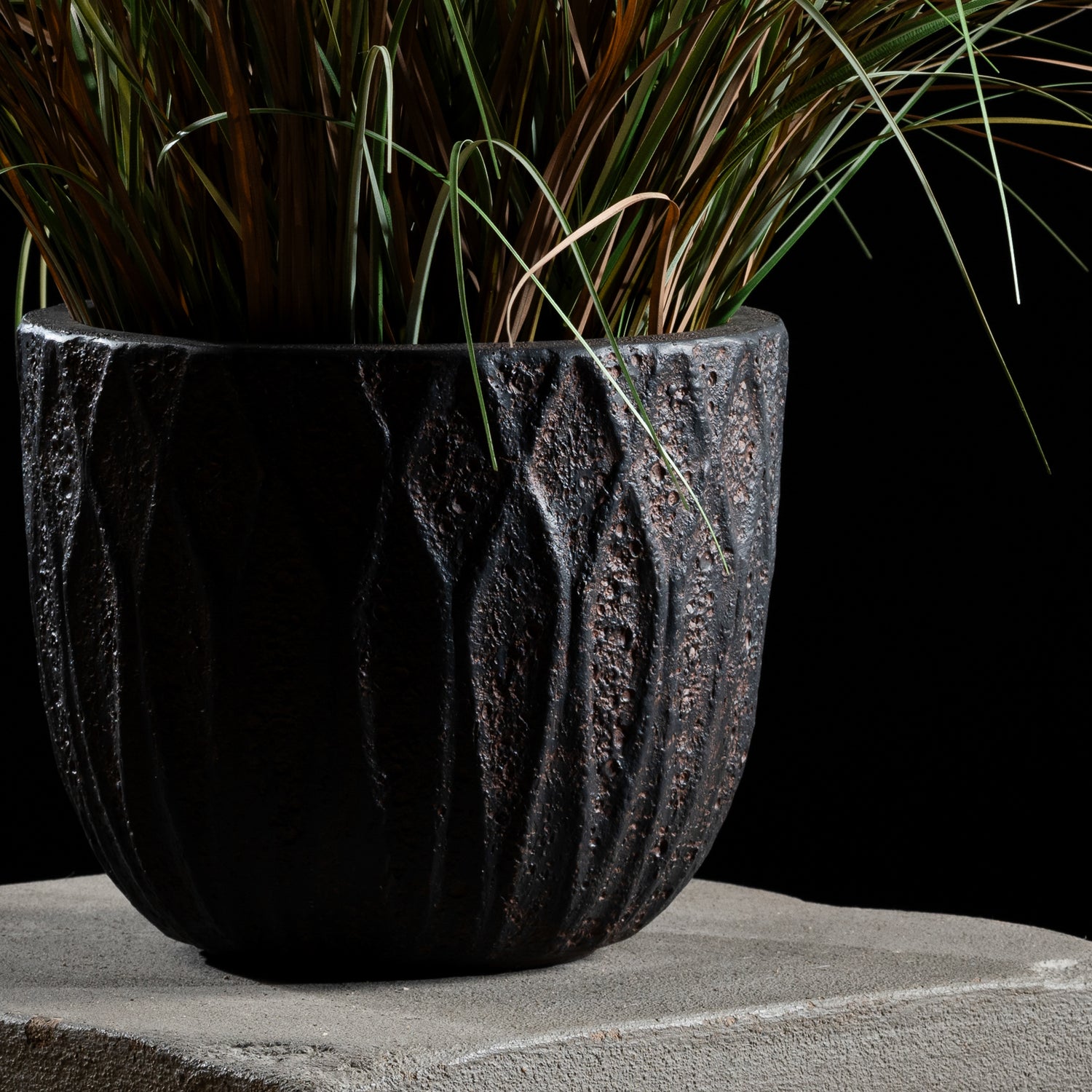 Graminée - Pennisetum