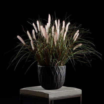 Graminée - Pennisetum