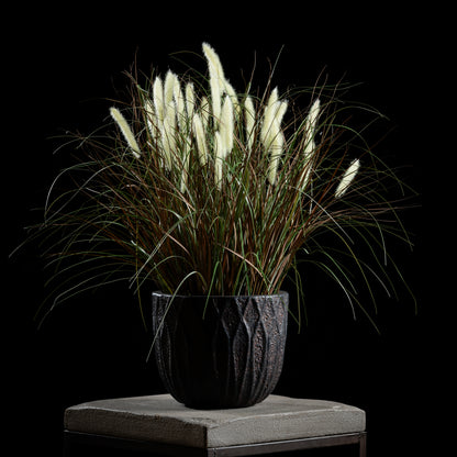 Graminée - Pennisetum