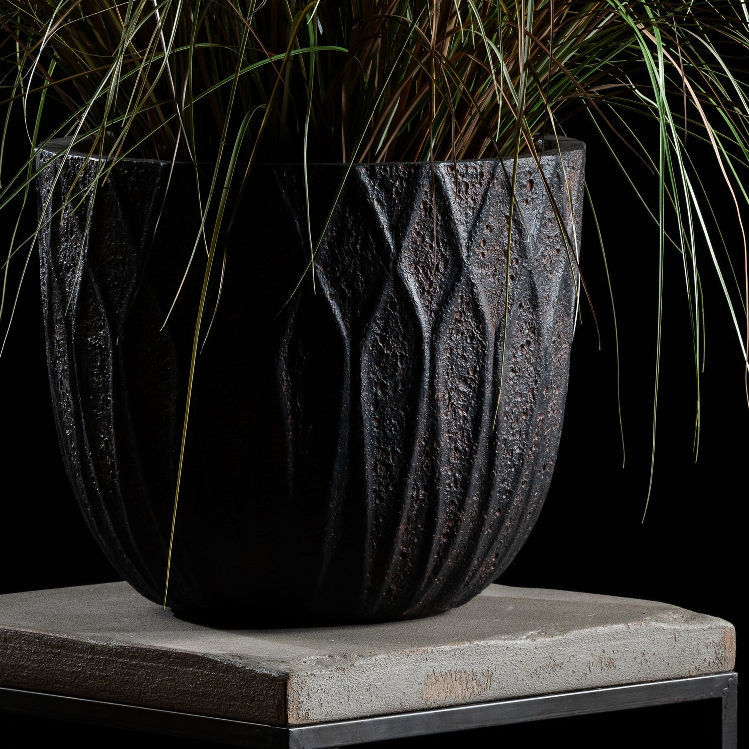 Graminée - Pennisetum