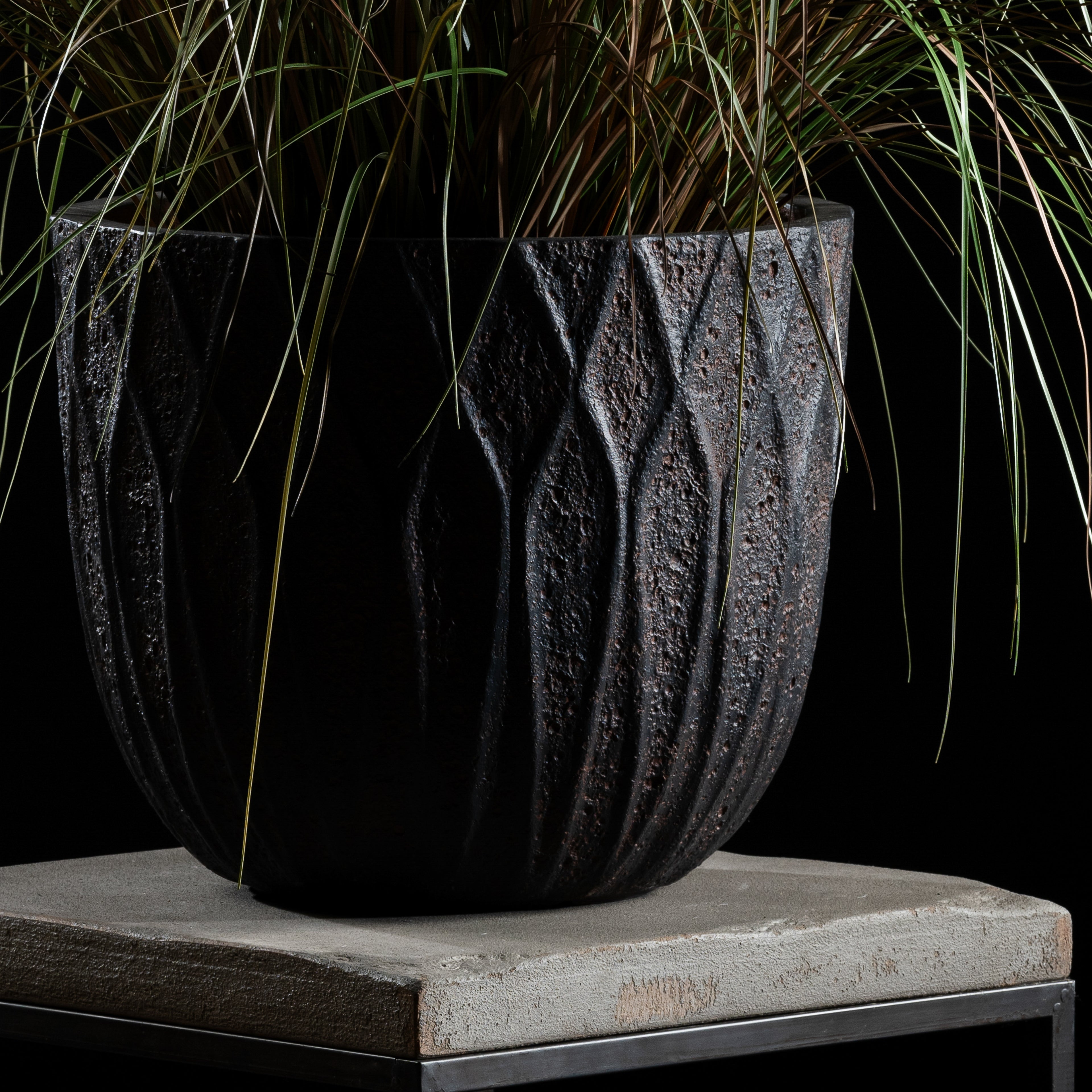 Graminée - Pennisetum