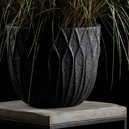 Graminée - Pennisetum