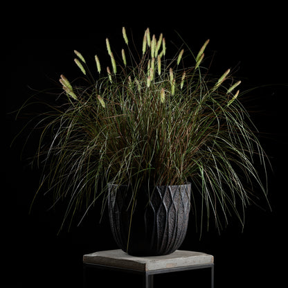 Graminée - Pennisetum