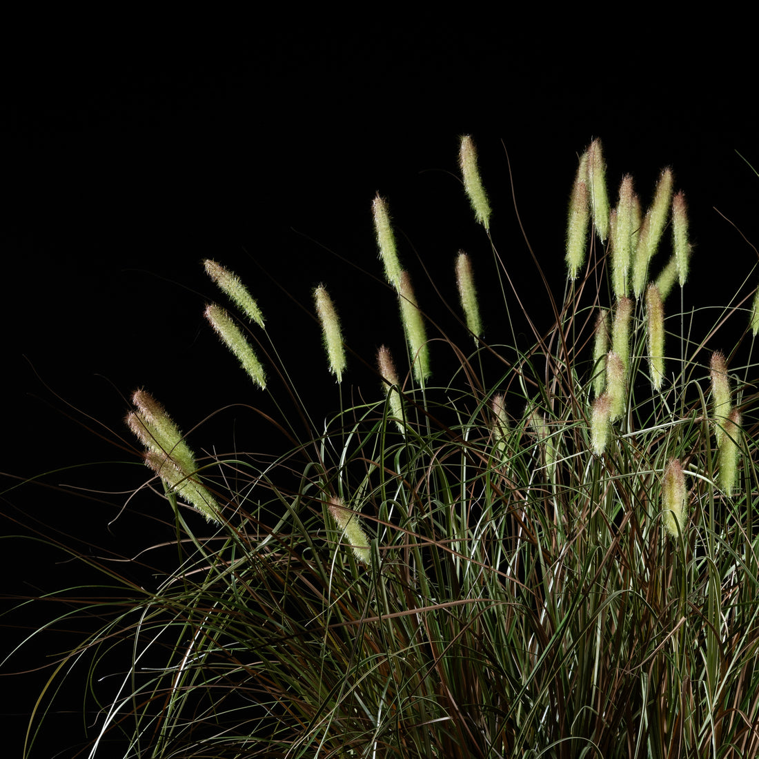 Graminée - Pennisetum