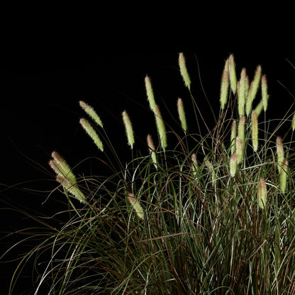 Graminée - Pennisetum