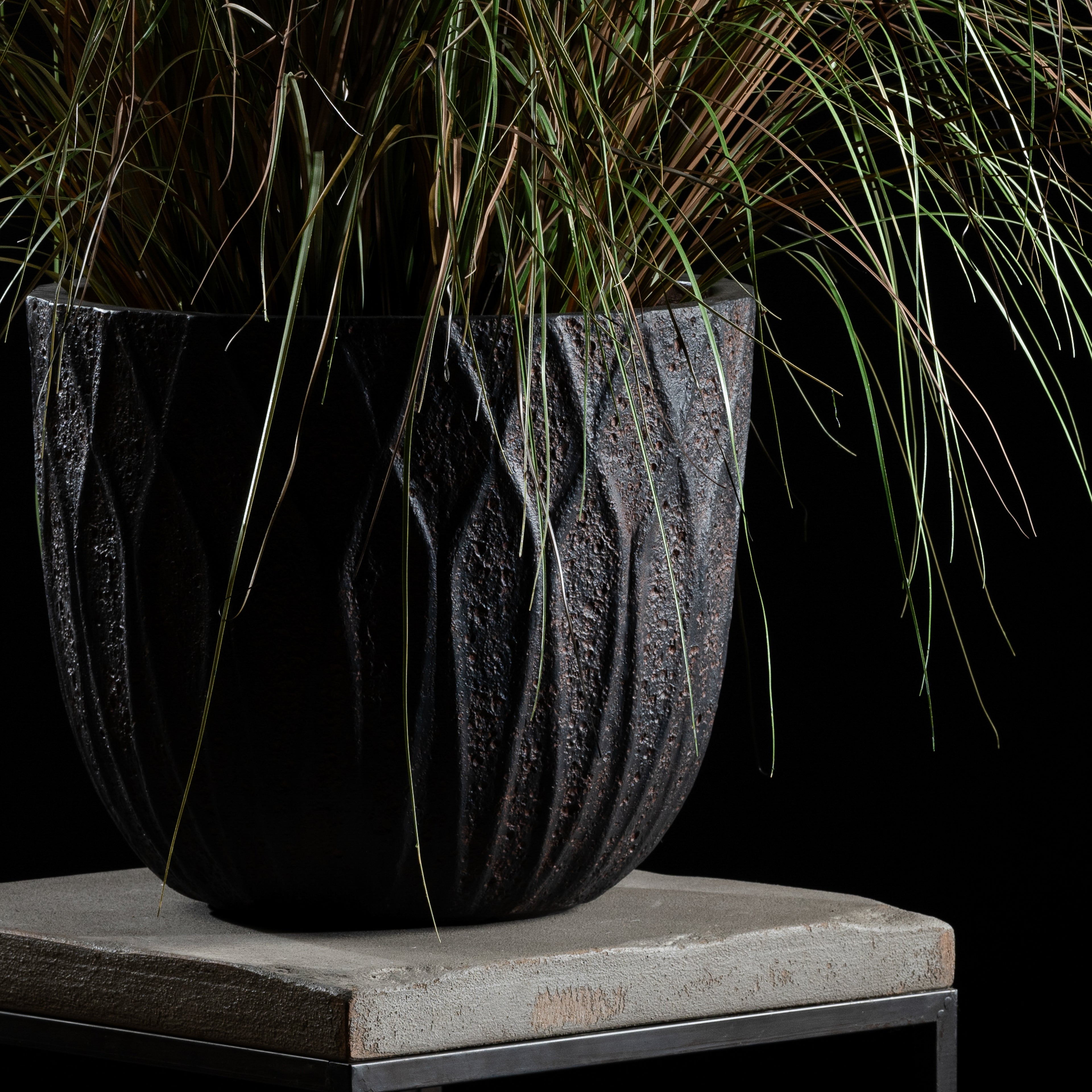 Graminée - Pennisetum