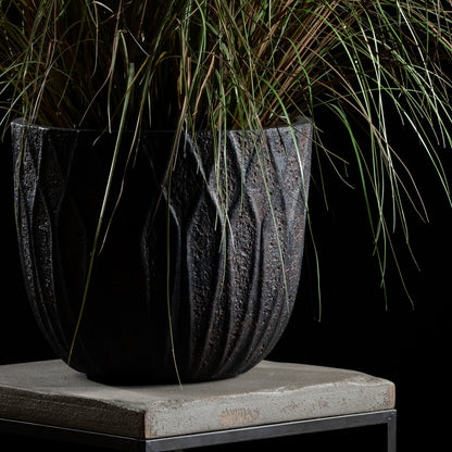 Graminée - Pennisetum