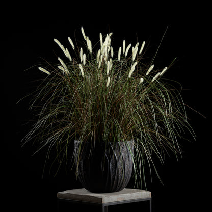 Graminée - Pennisetum