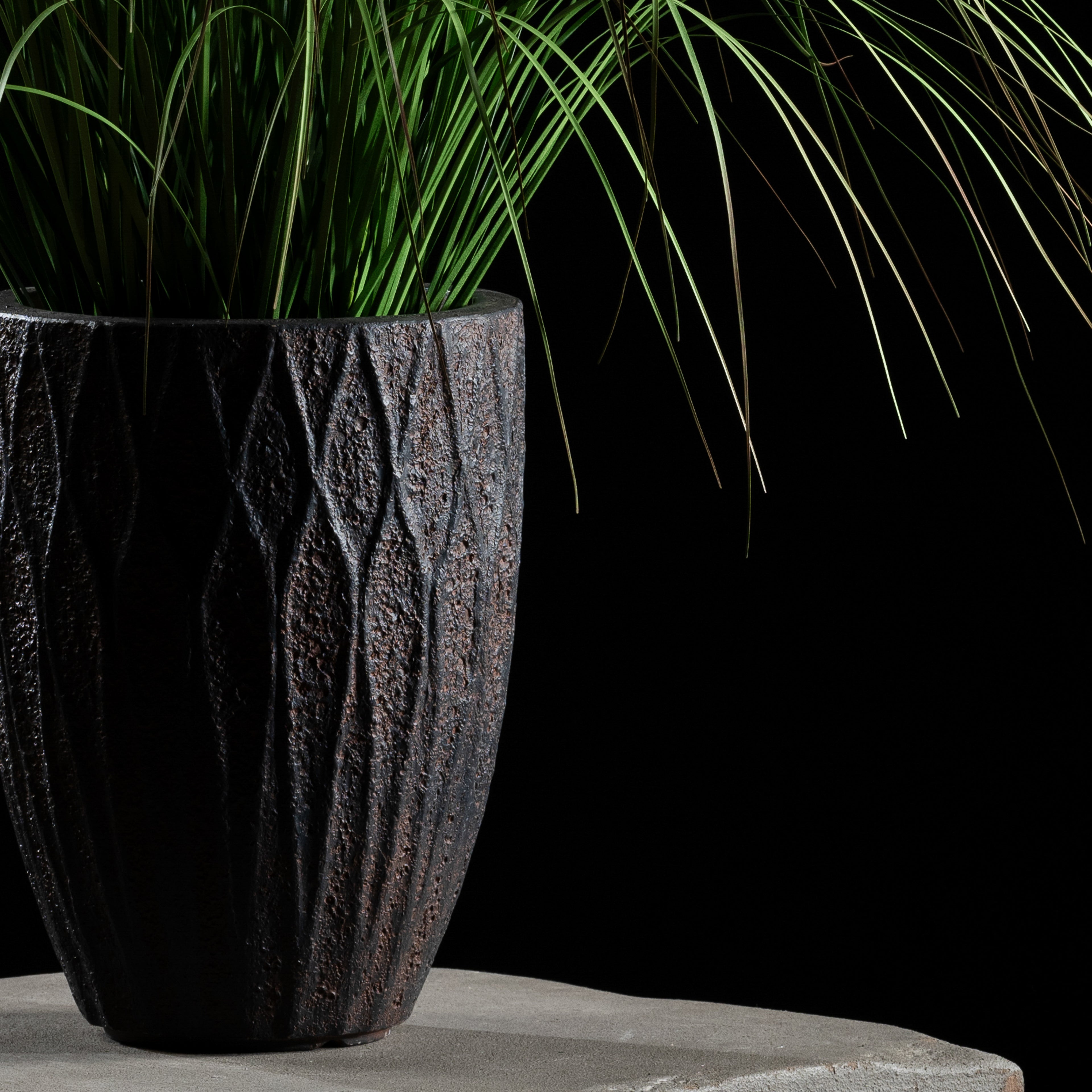 Graminée - Roseau à Plumes