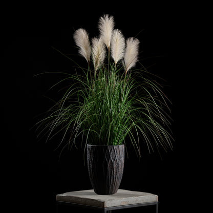 Graminée - Roseau à Plumes