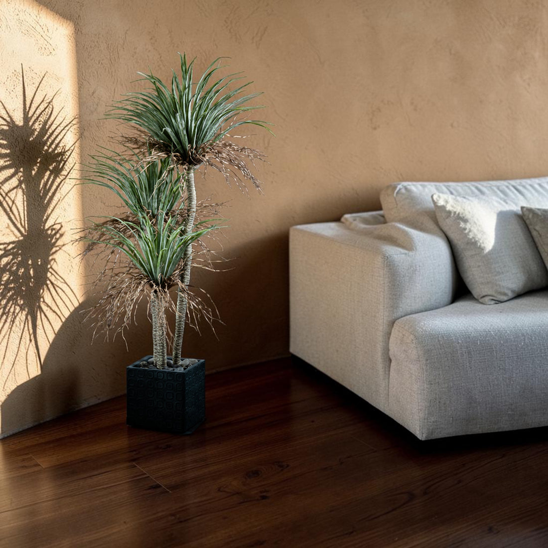 Dracaéna – Dragon Tree Plant