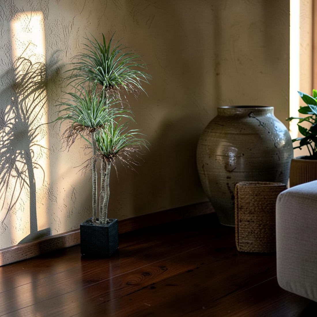Dracaéna – Dragon Tree Plant