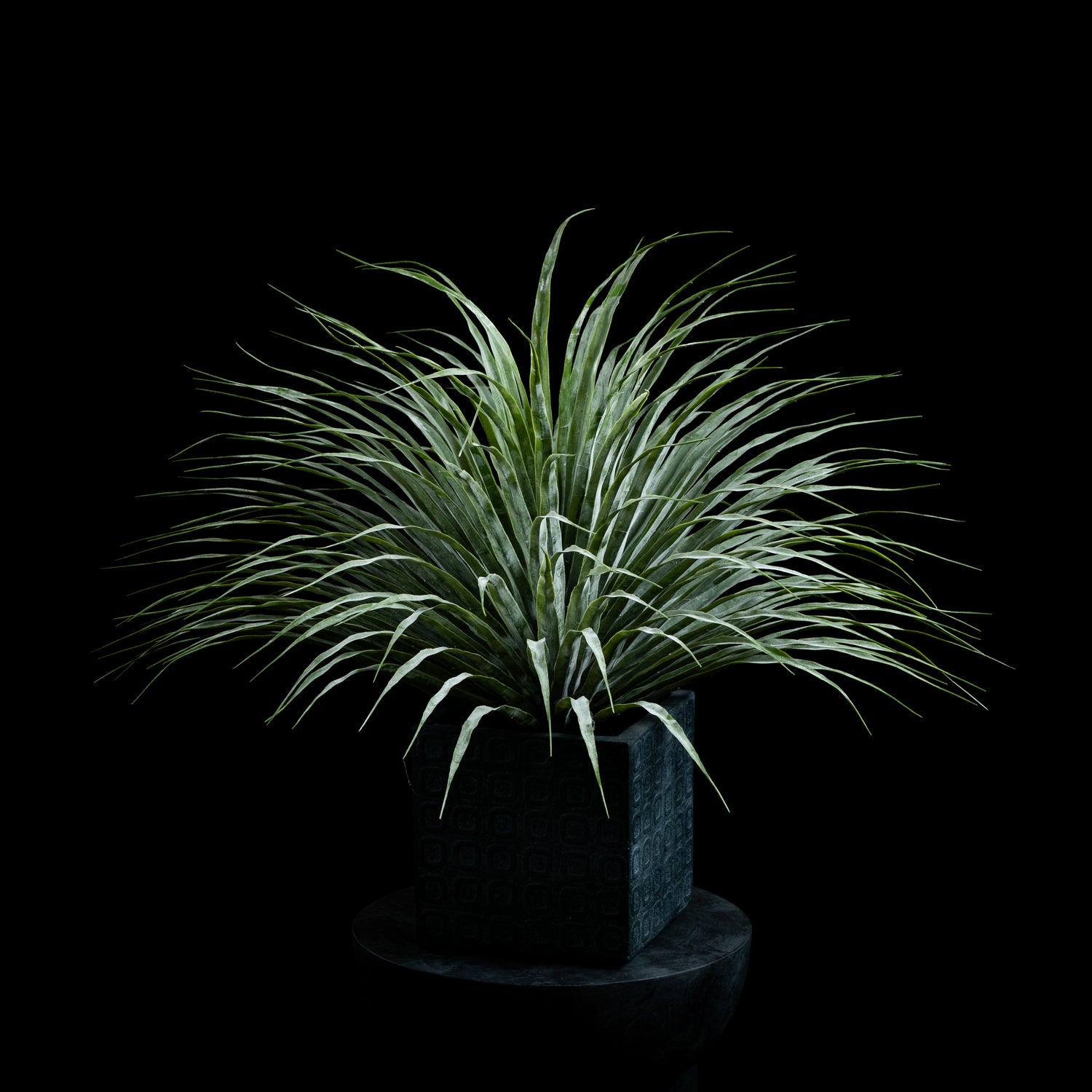 Dracaéna - Plante De Dragonnier Tou