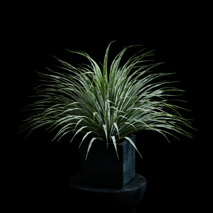 Dracaéna - Plante De Dragonnier Tou