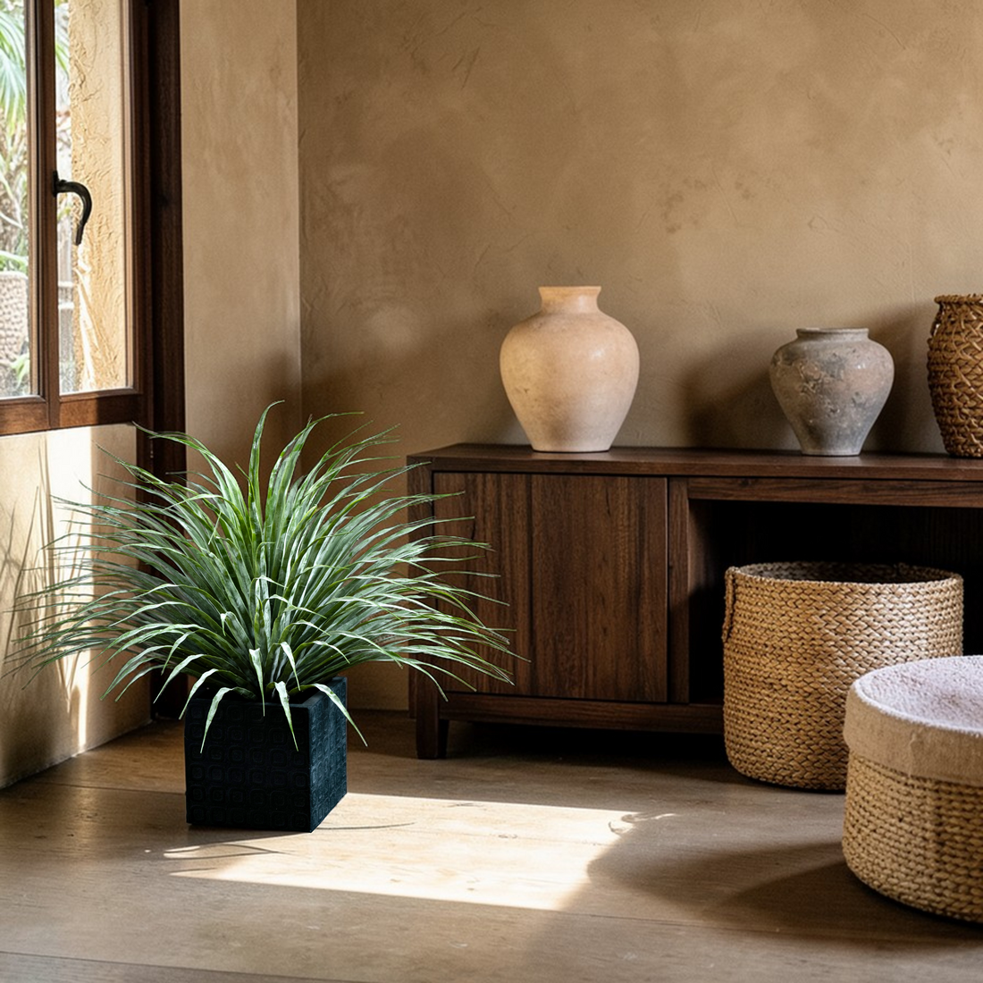 Dracaena - Dragon Tree Plant